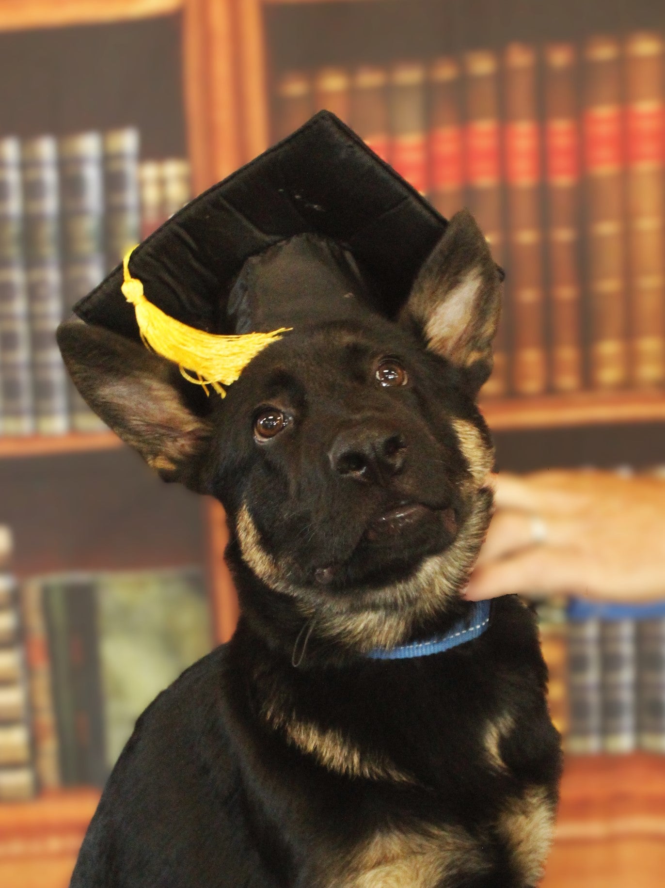 Puppy to Pro: The Ultimate Starter Package